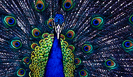 �������� ��������� Peacocks